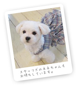 スタッフ犬ネネちゃん
