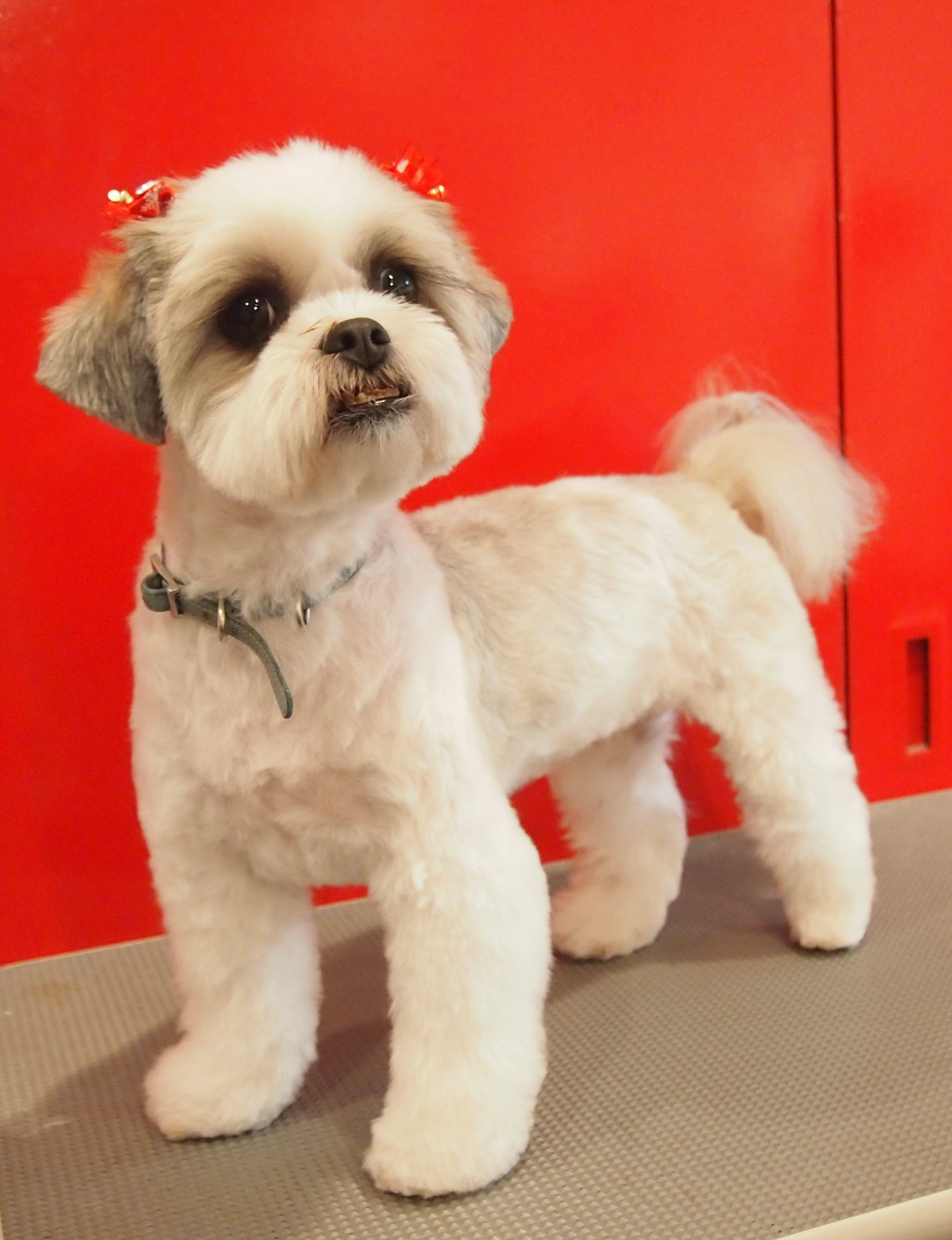 are maltese shih tzu hypoallergenic pin maltese shih tzu a hypoallergenic designer on are maltese shih tzu hypoallergenic pin maltese shih tzu a hypoallergenic designer on